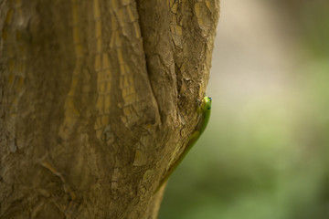 Fototapeta premium Maui gecko
