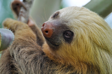 Naklejka premium Sloth hanging