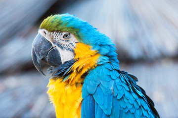 Close up of blue and gold Macaw parrot, Ara ararauna, South American parrot with blue top parts and yellow underparts and green forehead. 