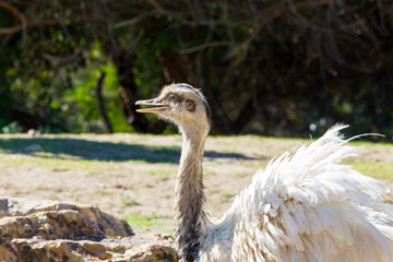 Large Ostrich bird with white feathers roaming in the park. Struthio camelus a flightless nomadic bird native to Africa who can run 42 miles per hour.