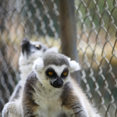 Close up portrait of black and white ruffled lemur sitting on a ledge watching, strepsirrhine nocturnal primates