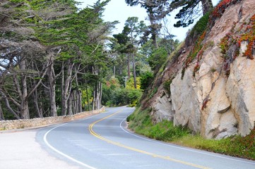 Road with Colorful plants in Spring near Big Sur on 17 mile Drive in California, United States