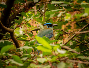 Blue Crowned Motmot