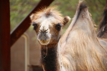 Close up Bactrian two hump camel staring ahead, having a shedding coat appearing as if sloppily shorn