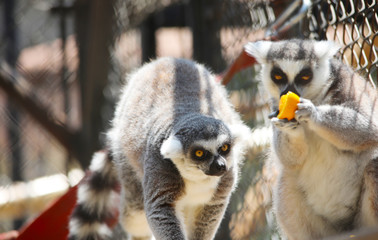 Black and white lemur approaching another which is eating fruit