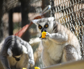 Lemurs sitting on a ledge enjoying large pieces of healthy fruit.