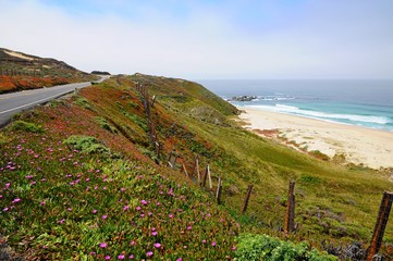 Road with Colorful plants in Spring near Big Sur on 17 mile Drive in California, United States