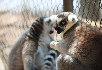 Strepsirrhine nocturnal primates.  Black and white lemurs sitting on a ledge