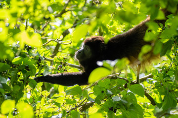 Howler sorting the leaves