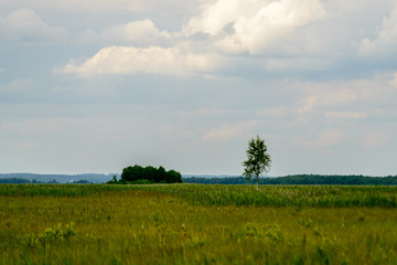 Fototapeta na wymiar Meadow of Biebrza Natural Park with single trees