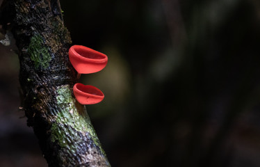 Bright red Fungi