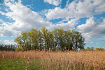Spring natural landscape