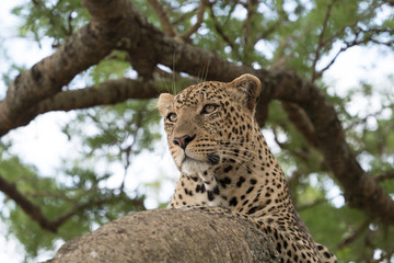 Fototapeta na wymiar タンザニアの木登りヒョウの顔
