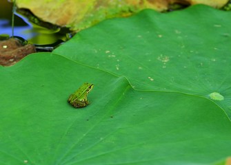 蓮の葉で休むカエル