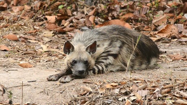 striped hyena in zoo