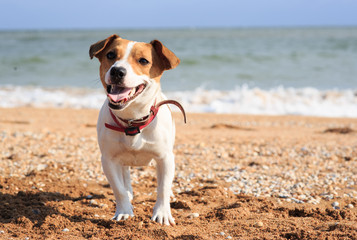 Fototapeta na wymiar Dog Jack Russell on the beach