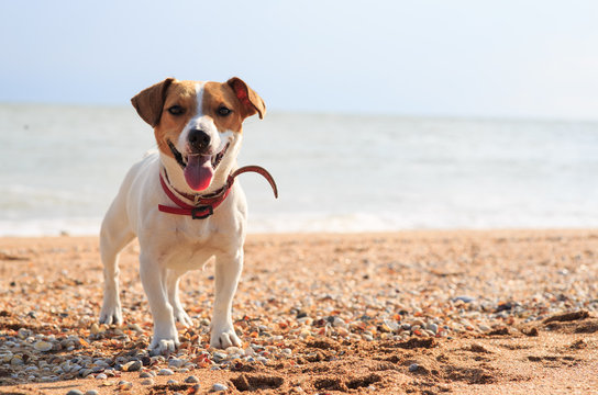 Dog Jack Russell on the beach