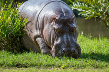 Hippo (Hippopotamus amphibius)