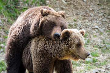 Brown bears mating in forest