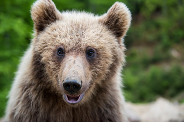 Obraz na płótnie Canvas Brown bear (Ursus arctos) portrait in forest