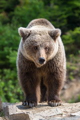 Obraz na płótnie Canvas European brown bear in a forest landscape