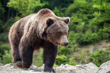 Wandcirkels aluminium European brown bear in a forest landscape © byrdyak