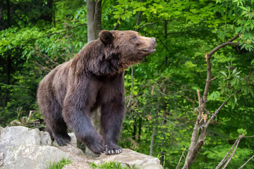 Obraz na płótnie Canvas European brown bear in a forest landscape