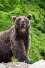Obraz premium European brown bear in a forest landscape