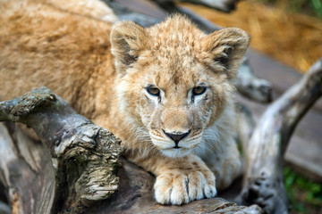 Fototapeta na wymiar Young lion cub in the wild portrait