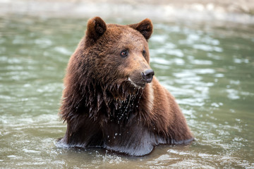 Obraz na płótnie Canvas Brown bear in a water