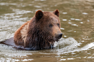 Fototapeta na wymiar Brown bear in a water