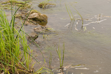 A dirty river flows in the forest
