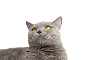 blue gray british cat isolated on the white