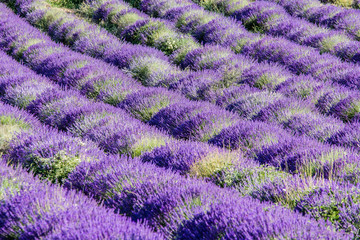 Fototapeta na wymiar traditional lavender field in Haute-Provence