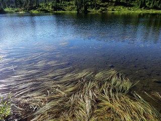 Reflection on the surface at Picture Lake in the Mount Baker wilderness