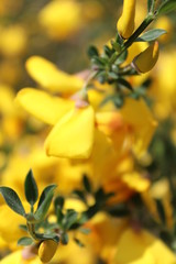 Obraz premium Summer flowers