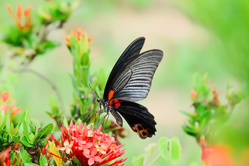Butterflies are caught on the flowers.