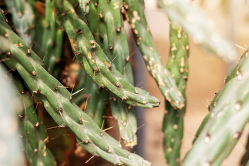 Cactus at sunlight of dry.
