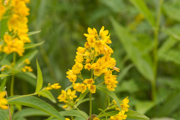 Meadow flowers in the field