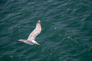 Fototapeta premium flying seagull in sardinia