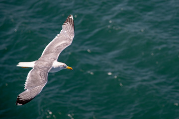 flying seagull in sardinia
