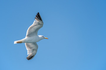 flying seagull in sardinia
