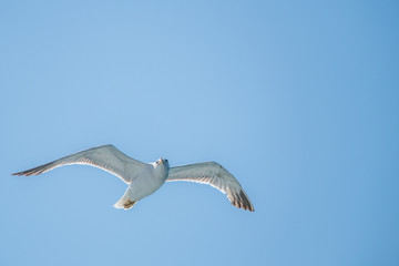 flying seagull in sardinia
