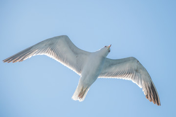 flying seagull in sardinia