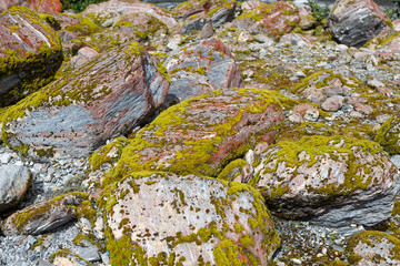 Lichen red moss covered glacial rocks at Franz Josef Glacier, South Isalnd, New Zealand