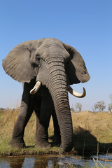 Fototapeta na wymiar Elephants (Loxodonta africana) - Okavango Delta in Botswana Africa