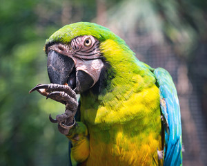 Parrot's core feeding in nature.