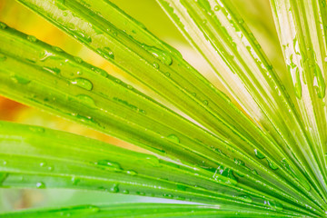 Rain drops on a bright green leaf in the morning air.