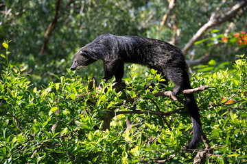 Binturong, Bearcat, (Arctictis binturong) On the tree.