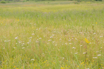 Flowering meadow in Russia.
